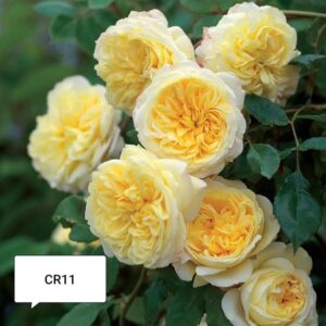 David Austin - Image 26