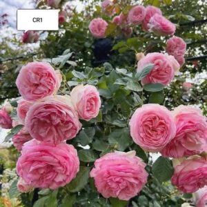 David Austin - Image 23