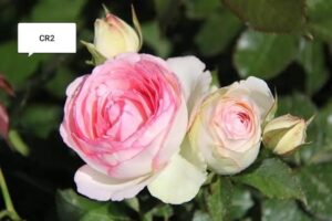 David Austin - Image 21