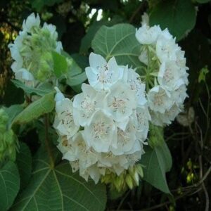 Dombeya