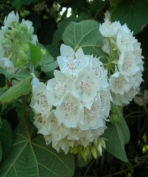 Dombeya