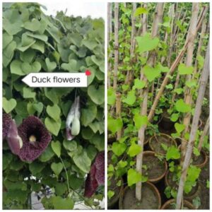 Duck flower