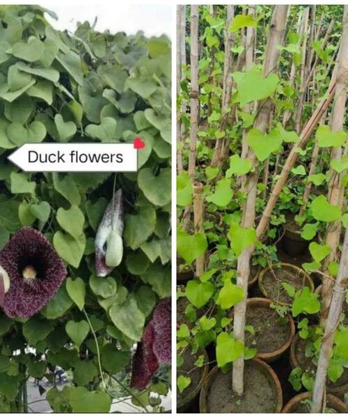 Duck flower