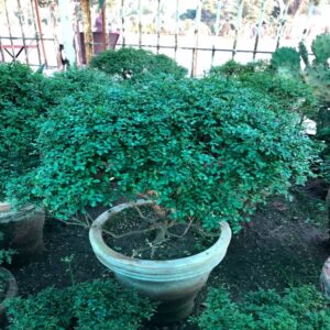 Dwarf Marvi