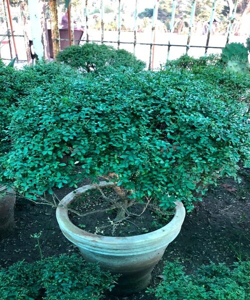 Dwarf Marvi
