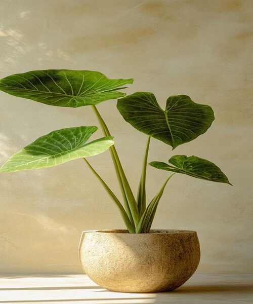 Elephant ear