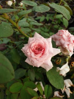 English Roses - Image 9