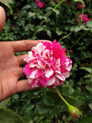 English Roses - Image 8