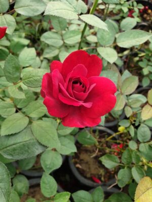 English Roses - Image 7