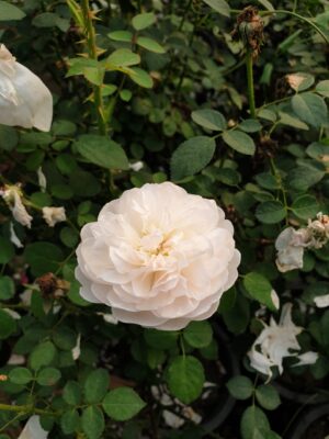English Roses - Image 6