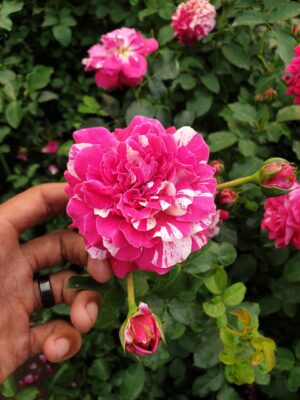 English Roses - Image 16