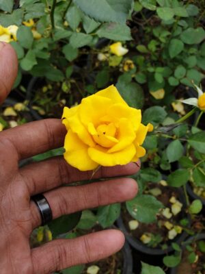 English Roses - Image 18