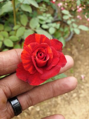 English Roses - Image 19