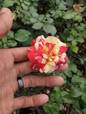 English Roses - Image 20