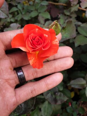 English Roses - Image 21