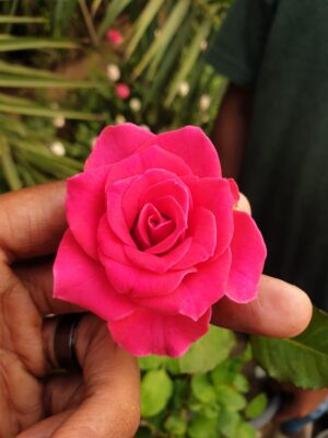 English Roses - Image 4