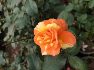 English Roses
