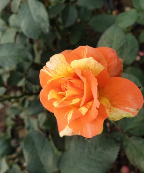 English Roses