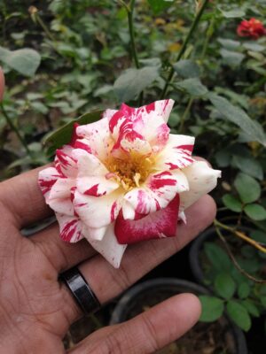 English Roses - Image 22