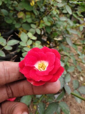 English Roses - Image 5