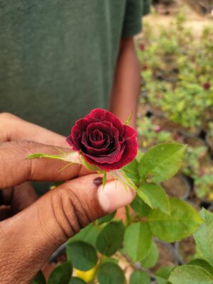 English Roses - Image 23