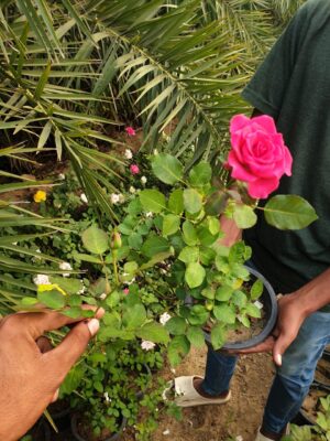 English Roses - Image 15