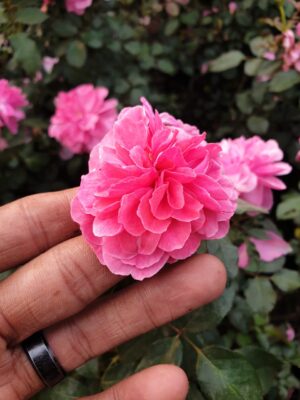 English Roses - Image 14