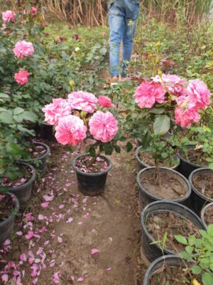 English Roses - Image 13