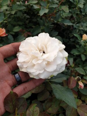 English Roses - Image 12