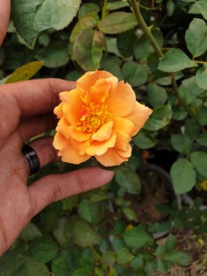 English Roses - Image 11