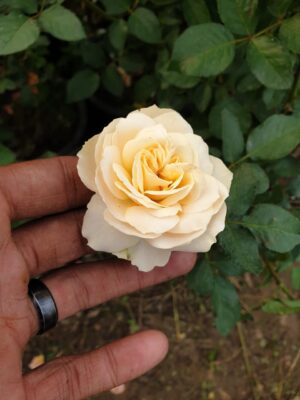 English Roses - Image 10