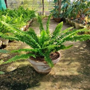 Fern
