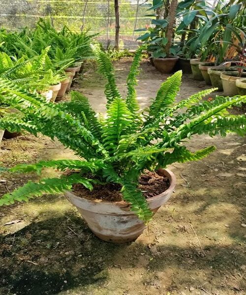 Fern
