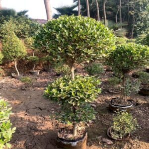 Ficus