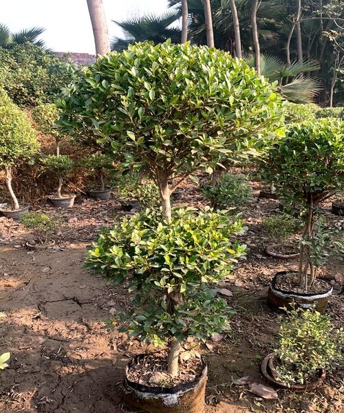 Ficus