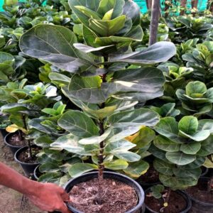 Fiddle leaf fig
