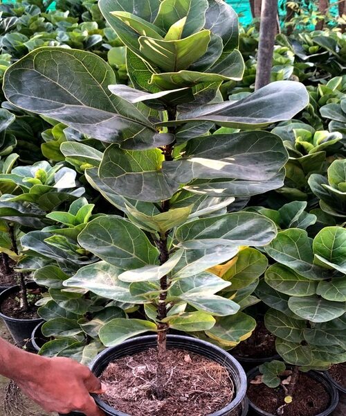 Fiddle leaf fig