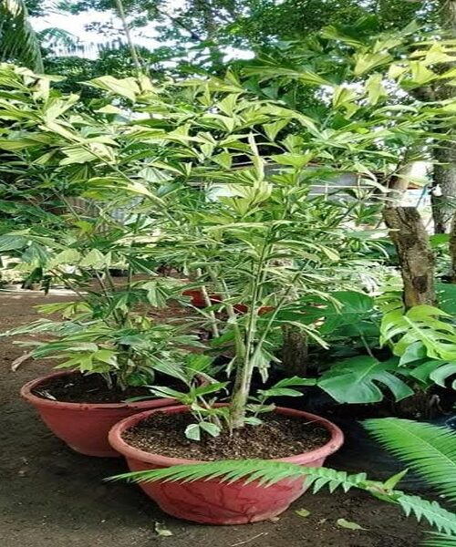 fishtail palm