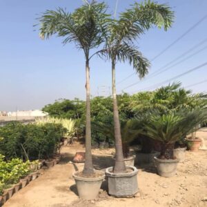 foxtail palm
