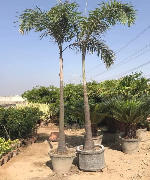 foxtail palm