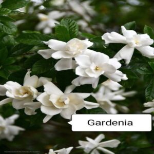 Gardenia Grandiflora