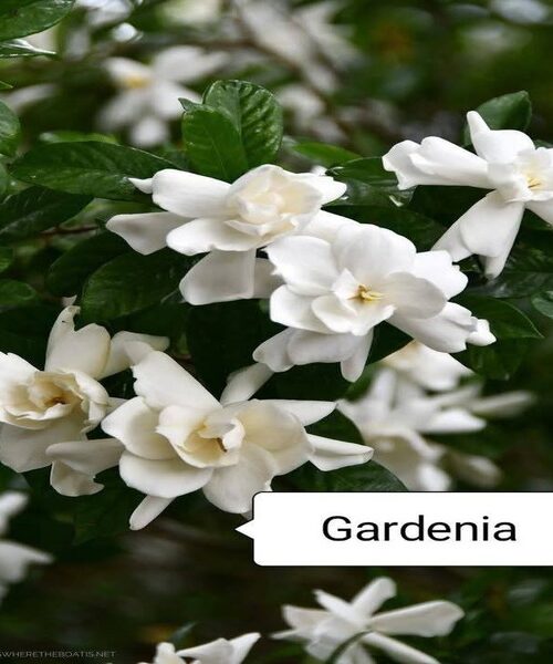 Gardenia Grandiflora