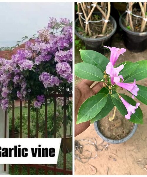 Garlic vine