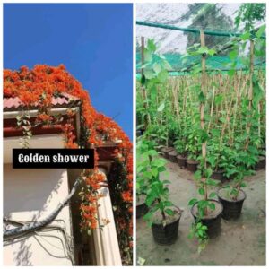 Golden shower
