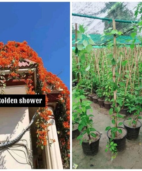 Golden shower