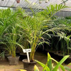 Golden palm