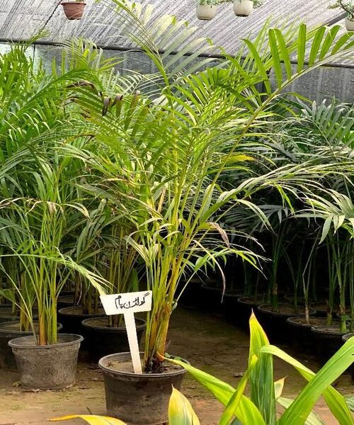 Golden palm