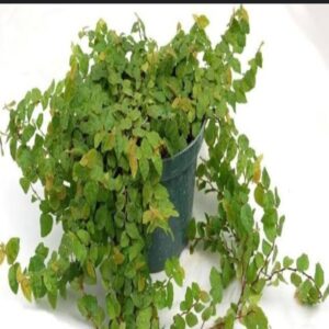 IV vine