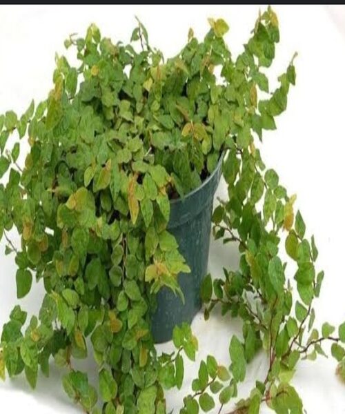 IV vine