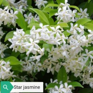 Jasmine
